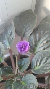 Комнатное растение #1543558