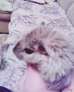 Песчанки ручные #1544620