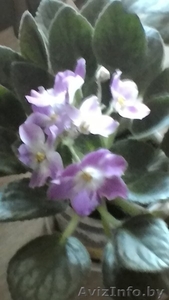 Фиалка из ЛК #1544529