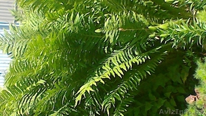 Папоротник из ЛК #1544539