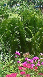 Папоротник из личного сада #1544544