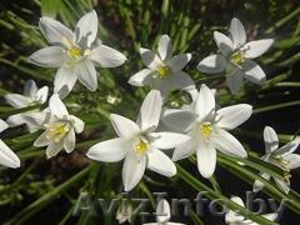 Птицемлечник из ЛК #1545075