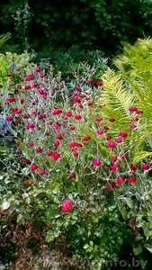 Лихнис с собственного сада #1545079