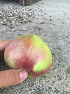 Белорусские яблоки оптом #1545908