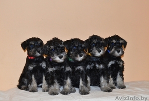 Щенки Цвергшнауцера окраса черный с серебром #1543638