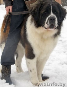 Шикарные щенки московской сторожевой #1544248