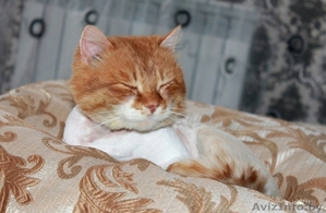 Красавец Лев ищет дом #1539791