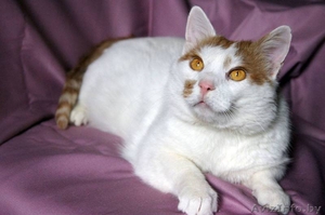 Упитанный красавец Антошка в дар #1483328