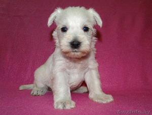 Щенок цвергшнауцера редкого белого окраса (дата рождения 04.02.2017 г. #450801