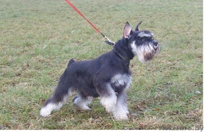 цвергшнауц #1499578