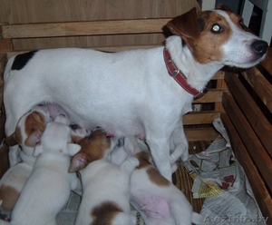 джек рассел терьер в бресте #1330694