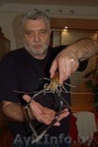 креветочный бизнес #1539866