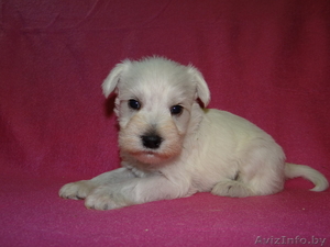 Щенок цвергшнауцера редкого белого окраса  #481936