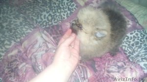 померашки мишки #1541849