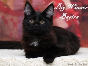 котенок породы мейн кун #1555199