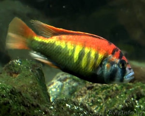 мальки ниерери василька еллоу #1551528