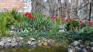 Барвинок-ветвистый красавец #1548921