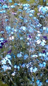 Незабудка #1550885