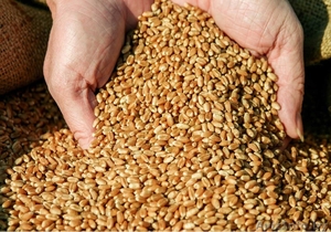 Покупаем зерно фуражное оптом. Выгодно. #1550911