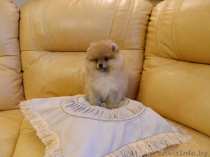 Щенки Померанского шпица мальчики  девочки. Окрас Крем и крем-соболь.  #1549792