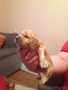 щенки английского кокер спаниеля жлобин #1553577