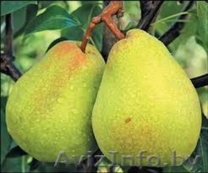 саженцы современных сортов груши,  яблони,  грецкого ореха #1246931