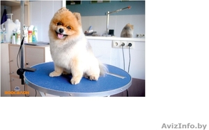 Стрижка собак премиум класса #1555629