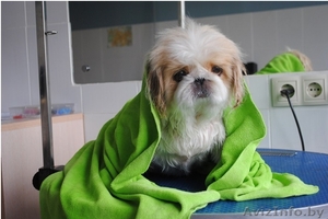 Стрижка и тримминг собак #1556055