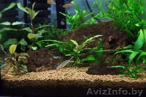 Декоративная рыба со скидкой 30% по воскресеньям #1556089