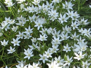 Садовое растение #1557026