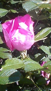 Шиповник с собственного сада #1557037