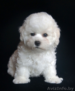 Щенки бишон фризе - само очарование #1560085