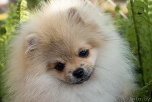 Щенок шоу-перспектива Ессей Блан-де-Блан (померанский карликовый шпиц) #1251134