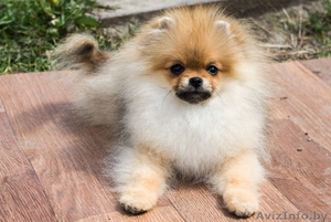 Крошечный малыш Енсен Къянти (померанский карликовый шпиц) #844552