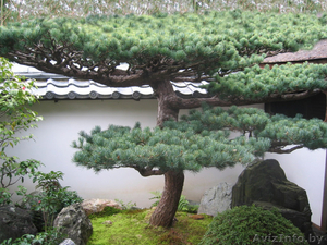 Ниваки -необычная сосна на вашем  участке! #1558354