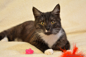 Кошечка Дашка хочет домой #1559533