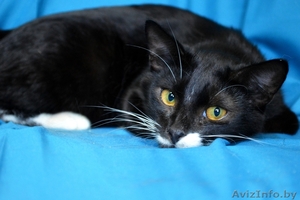 Котенок Макс в дар #1558275