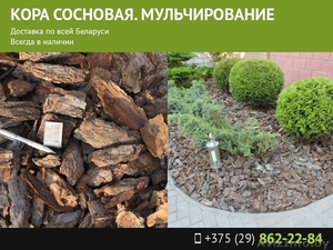 Кора сосновая #1558516