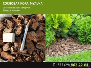 Мульча из коры сосны #1558581