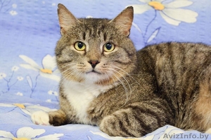 Кот Василий ищет дом #1559529