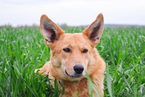 Рыжая красотка Лис ищет лучший дом и самую любящую семью #1557738