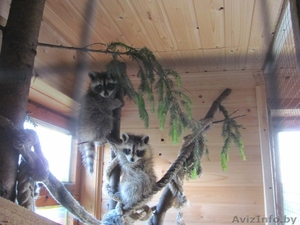 Щенки енота-полоскуна #1563897