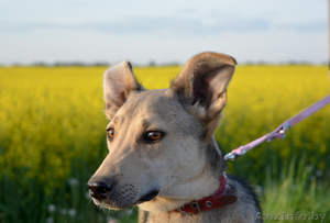 Малышка Эля ищет дом #1559540