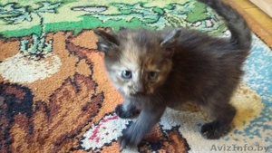 отдам в дар прекрасных котят #1565694