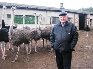 Акция Продаю фермерское хозяйство: ферма 3186м2 зданий,  30 га угодий пруд,  #1567074