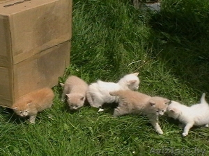 пушистые котята #1563181