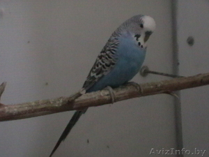 продам волнистых попугая,  попугаев #1570109