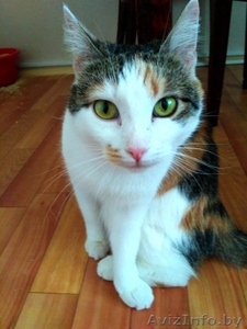 Кошка Вишенка в дар! #1570662