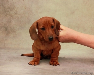 Щенки миниатюрной (карликовой) таксы #1572982