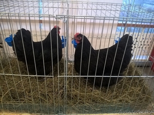 Цыплята редких пород #1575415